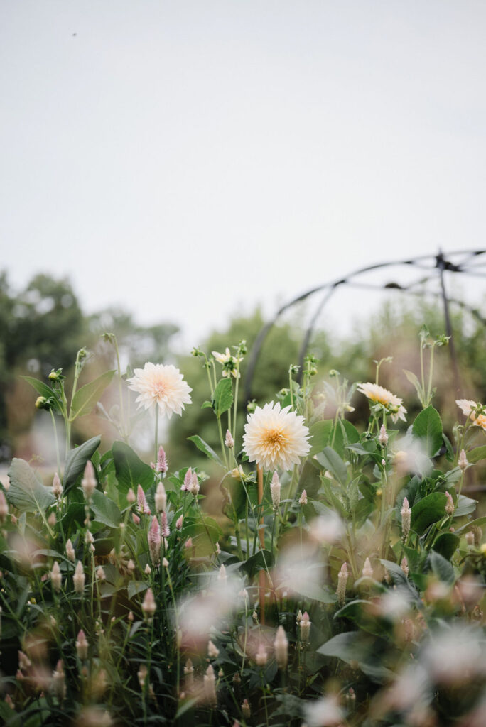 Soft white and blush flowers growing in a botanical garden wedding setting